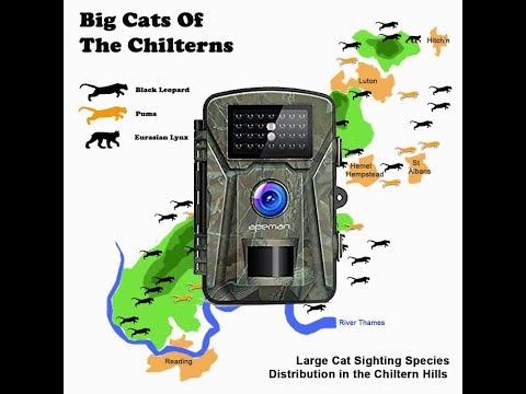 Responding to big cat sightings in the Chilterns