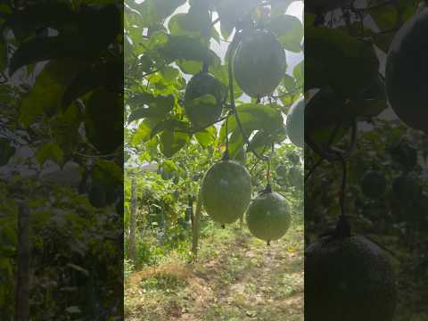 UMA PLANTAÇÃO DE MARACUJÁ AQUI EM SANTA CATARINA #ferias #vidanaroçaatéapróxima #roça #agro