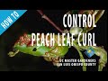 How to Control Peach Leaf Curl