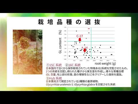 看護学科 国内栽培による漢方生薬（甘草、麦門冬）の資源確保と安定供給
