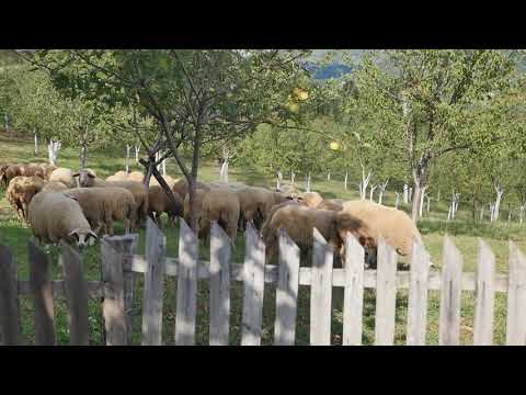 Naša priča 17.09.2020. NAJAVA