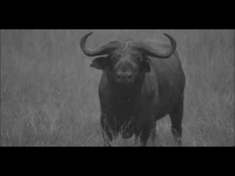 Bwoba - umugani - Apollinaire RWISHYURA - Rwanda