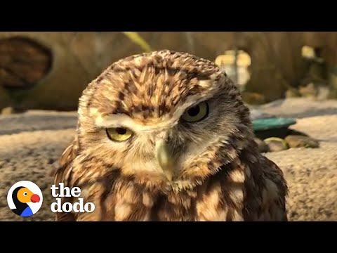 Watch These Owls Have Their Fun With a Hidden Camera