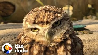 Man Films Owls To See What They Do When He’s Not Around | The Dodo by The Dodo