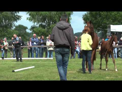 Sudweyher Fohlenschau 2014 - Kat.-Nr. 17