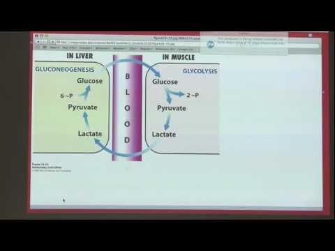 Kevin Ahern's BB 450/550 Classroom #2 for July 12 - Gluconeogenesis