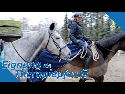 Eignungsprüfung für Falco - Kann er doch noch Therapiepferd werden?