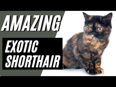 7 AMAZING Facts About the Exotic Shorthair Cat