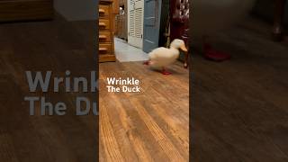 La fameuse vidéo du canard