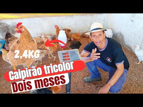 CAIPIRÃO TRICOLOR! IS IT WORTH BREEDING?