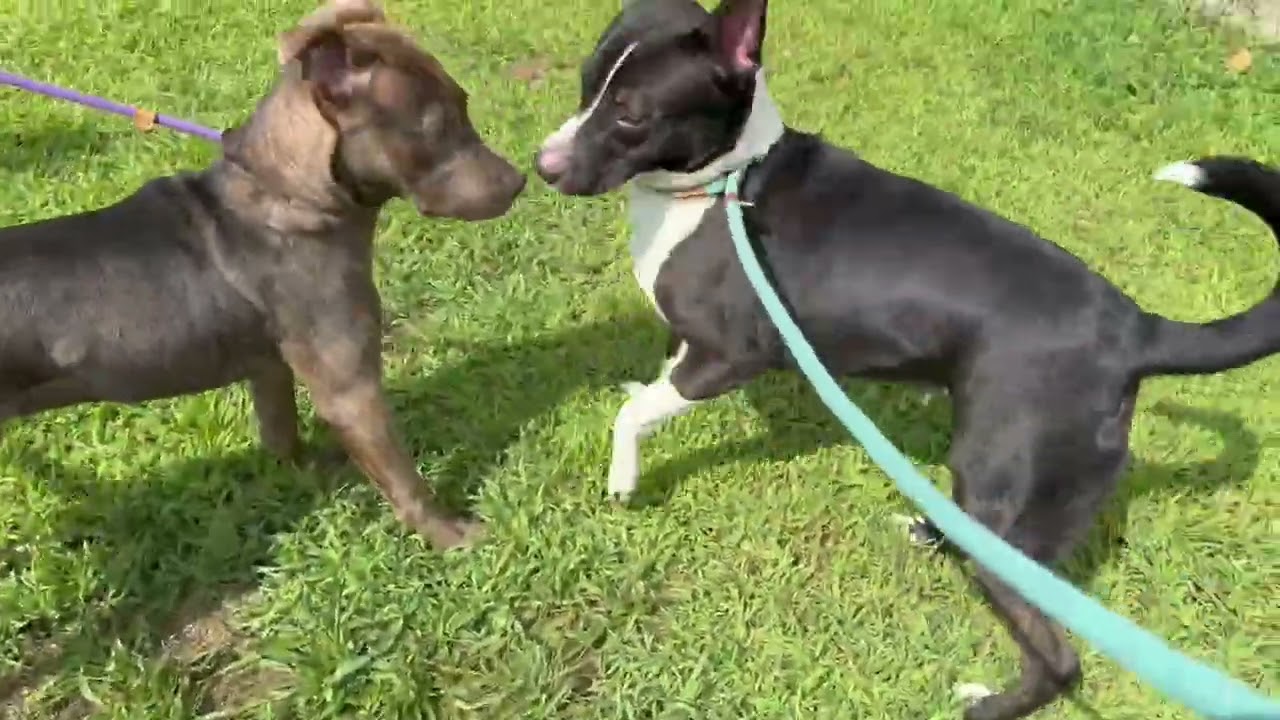 Floyd's Leash Test 2