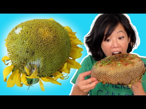 You Can Eat The Head Of A Sunflower Like Corn On The Cob