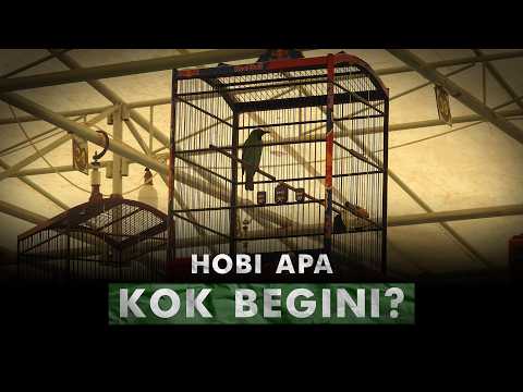 Semoga Saya Tidak Diserang Kicau Mania | Kicau Mania & Hutan Yang Sepi