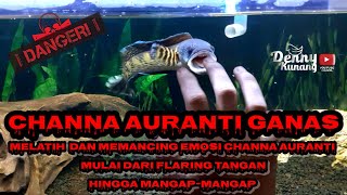 Download lagu Cara melatih Channa Auranti supaya mangap-mangap | channa lovers masuk bos qu mp3