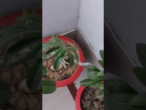 Pradipta's house#truelinemotivatio #motivation #quotes #lifelessions #adenium #