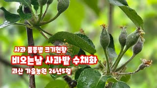  사과 품종별  사과 생육 현황  홍로, 감홍, 시나노골드 이지플 부사 빗소리에 사과가 쑥쑥 자라요​ 마음까…