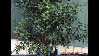 preview picture of video 'Feijoa - Duffy- Feijoa Duffy in Bonsai Bag. 6 year old tree'