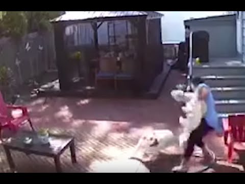Loose dogs attack Great Kills woman, pets in her own backyard -- then barge into her home