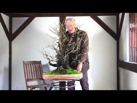 SandevBonsai 2019 - Prunus mume in Walter Pall's eyes