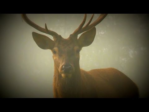 KAPOSVÁR - Pannon Expressz