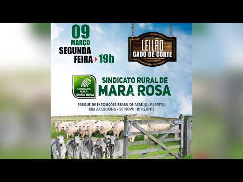 LEILÃO GADO DE CORTE - SINDICATO RURAL DE MARA ROSA 09/03/2026