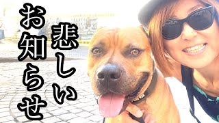 愛犬の悲しいお知らせ お別れが言えなかった辛さ