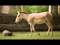 Animal Spotlight Persian Onagers
