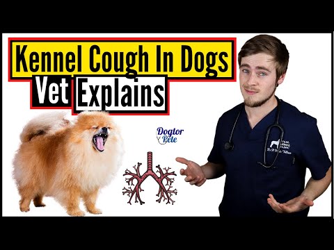 What Should You REALLY Do When Your Dog Gets Kennel Cough? | Vet Explains