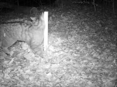 Wildkatze & Lockstock von Förderwerkstatt Don Bosco Sannerz Video 11