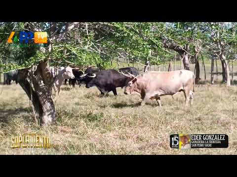 Ganadería La Frontera | Soplaviento 2025.