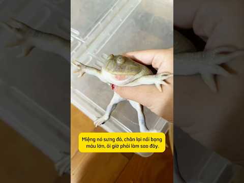 Con gái nuôi một chú ếch siêu đáng yêu #embe #cutebaby #thucung #mevabe