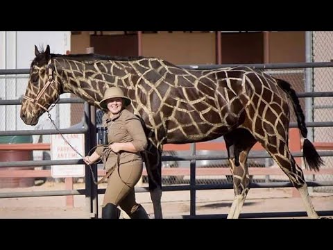 , title : '7 Caballos Con Colores Más Extraños Del Mundo'