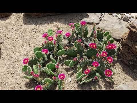 2021 cold hardy cactus part 2 Hemmingford QC Canada