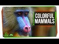 Why Aren't Mammals More Colorful?