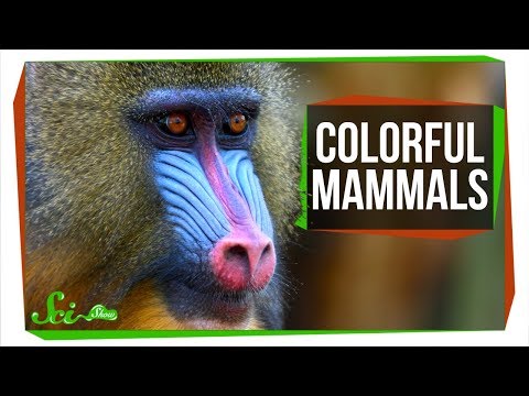 Why Aren't Mammals More Colorful?