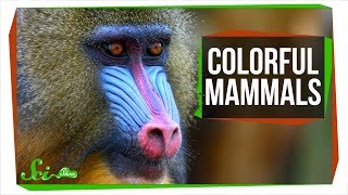 Why Aren't Mammals More Colorful?