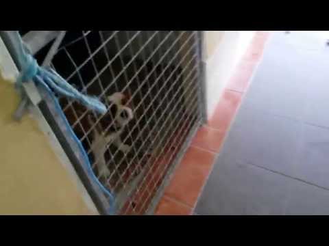 download lagu mp3 mp4 Dog Runs Cork, download lagu Dog Runs Cork gratis, unduh video klip Dog Runs Cork