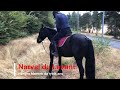 Castrone Mérens In vendita 2023 Nero