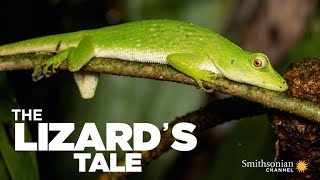 The Lizard's Tale 101: Meet the Anoles