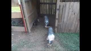 preview picture of video 'Homestead Pigs: Pot Belly Piglets'