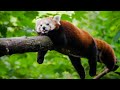 Red panda sound