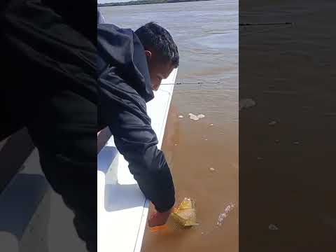 SIGUE LA BUENA PESCA EN PUERTO YERUA.#pesca #fishing #fish #rio #lancha #dorados