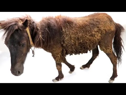 Unexpected Rescue and Restoration - REAL HORSE