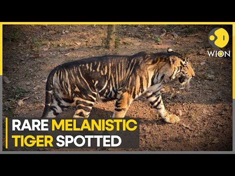 India: Rare melanistic tiger spotted in Odisha's Simlipal Tiger reserve, IFS officer shares video