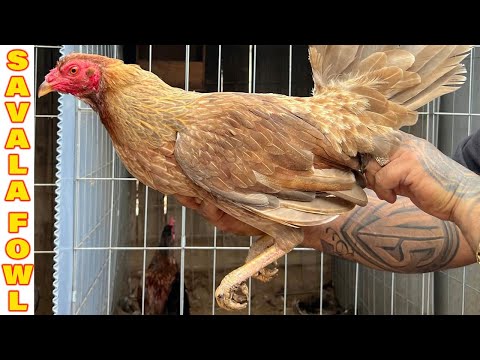 QUALITY !!! Beautiful Chocolate Hennie Black Golden McRae SAVALA FOWL