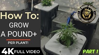 Rise Music Video