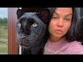 Luna the panther, Venza, roosters, cuckoos😁(ENG SUB)