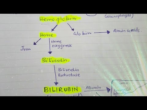 bilirubin és erekció