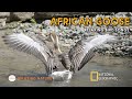 African Goose Calm Forest Sounds And Bird Songs