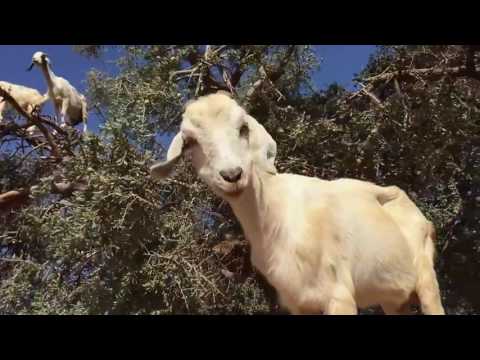 evolution in action: african goats are already on the trees; what's next?